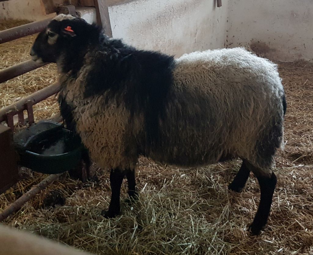 Přesun plemeníků na inseminační stanici