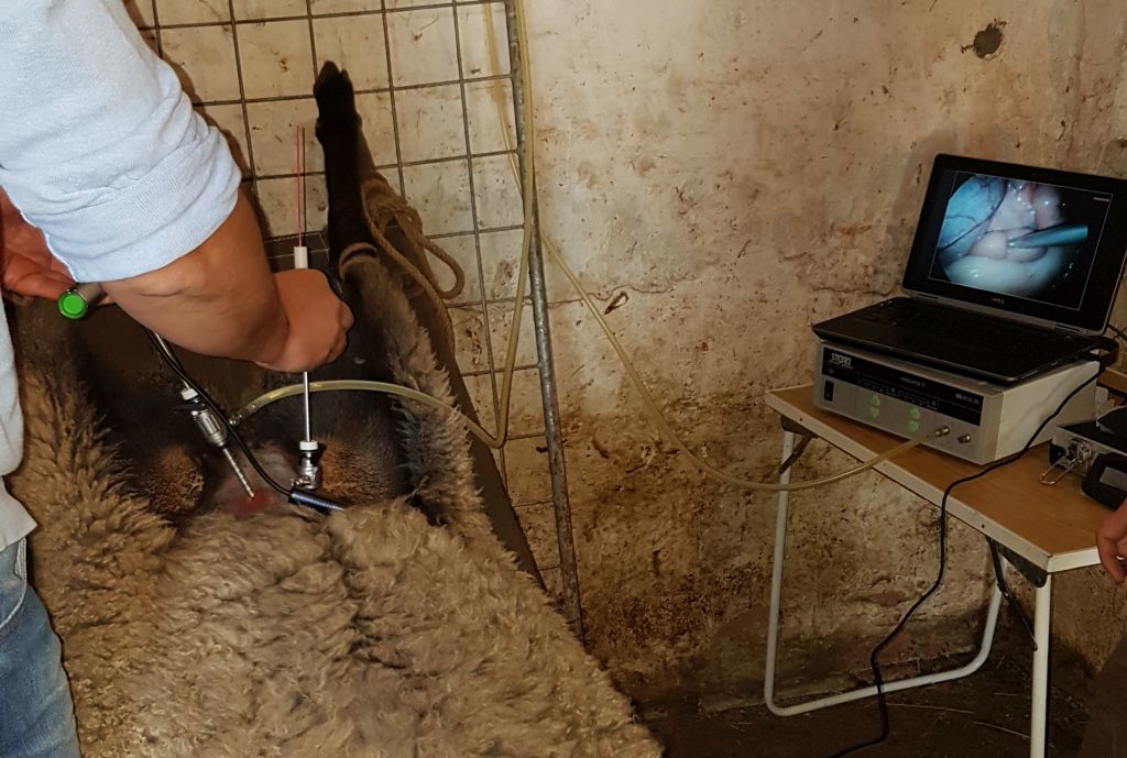 Laparoskopická inseminace