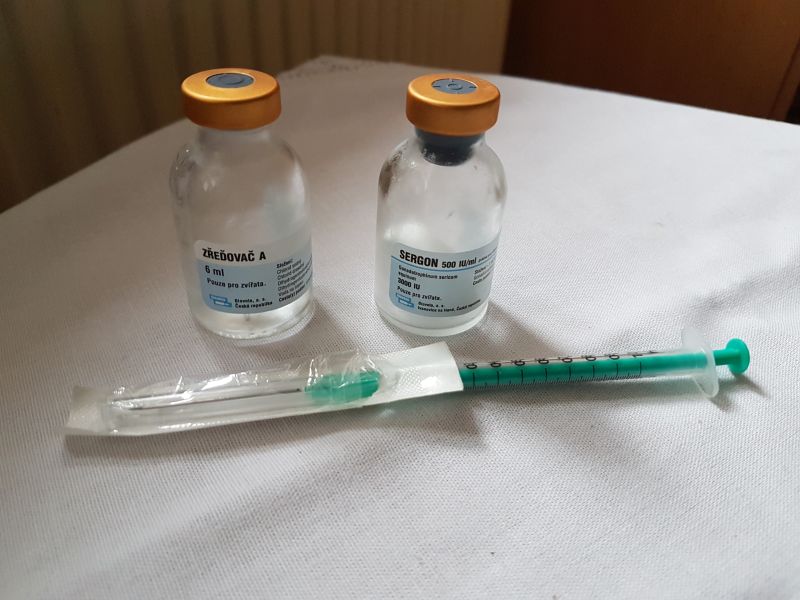Aplikace Sergonu před inseminací
