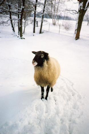 Jak to s exporty našich romanovských ovcí začalo...