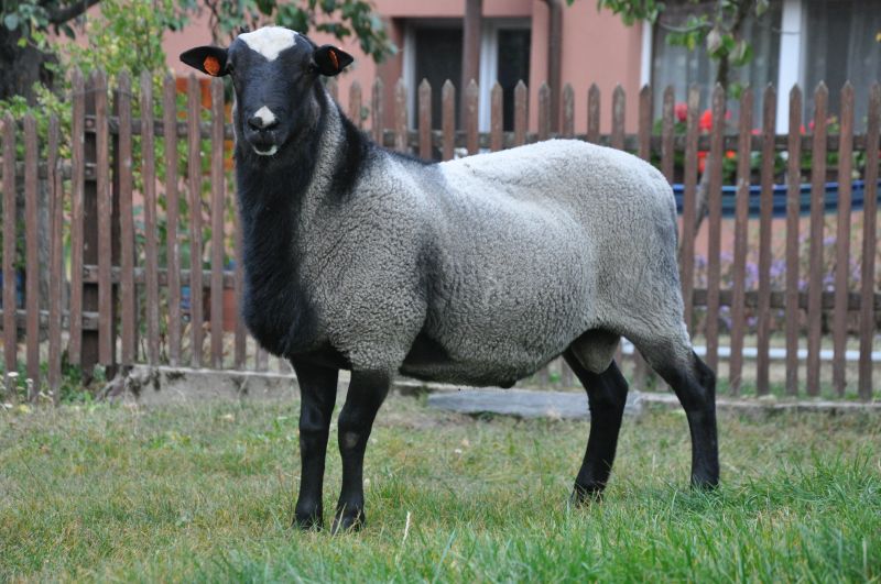 ProVes Victor ProVes Victor