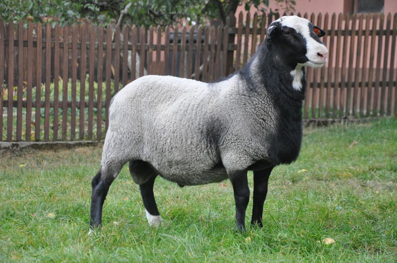 ProVes Vasco ProVes Vasco