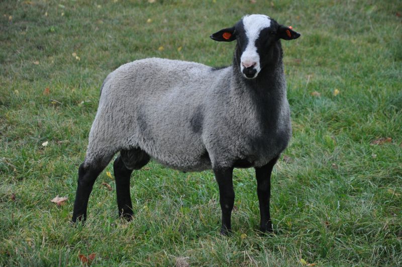 ProVes Vigo ProVes Vigo