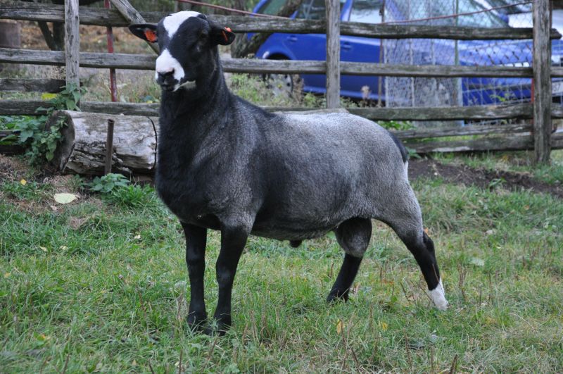 Proves Vektor Proves Vektor