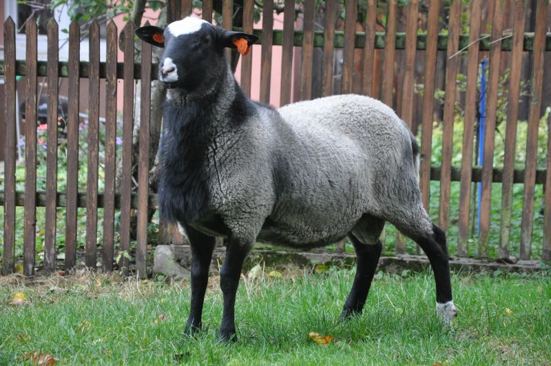 ProVes Viking ProVes Viking