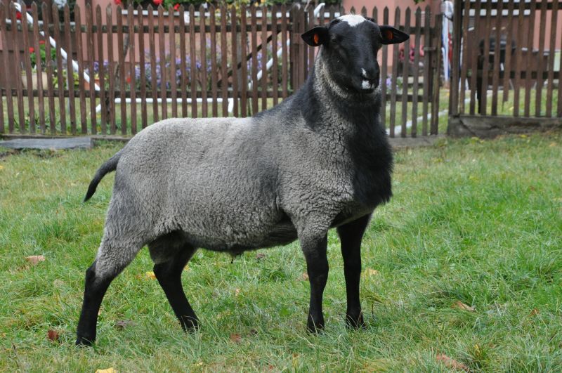 ProVes Varan ProVes Varan