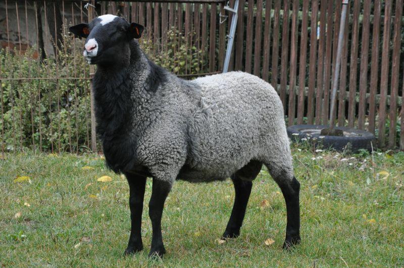 Романовская порода баранов. Романовская овца. Романовская порода овец. Цвартблес порода. Цвартблес порода овец.