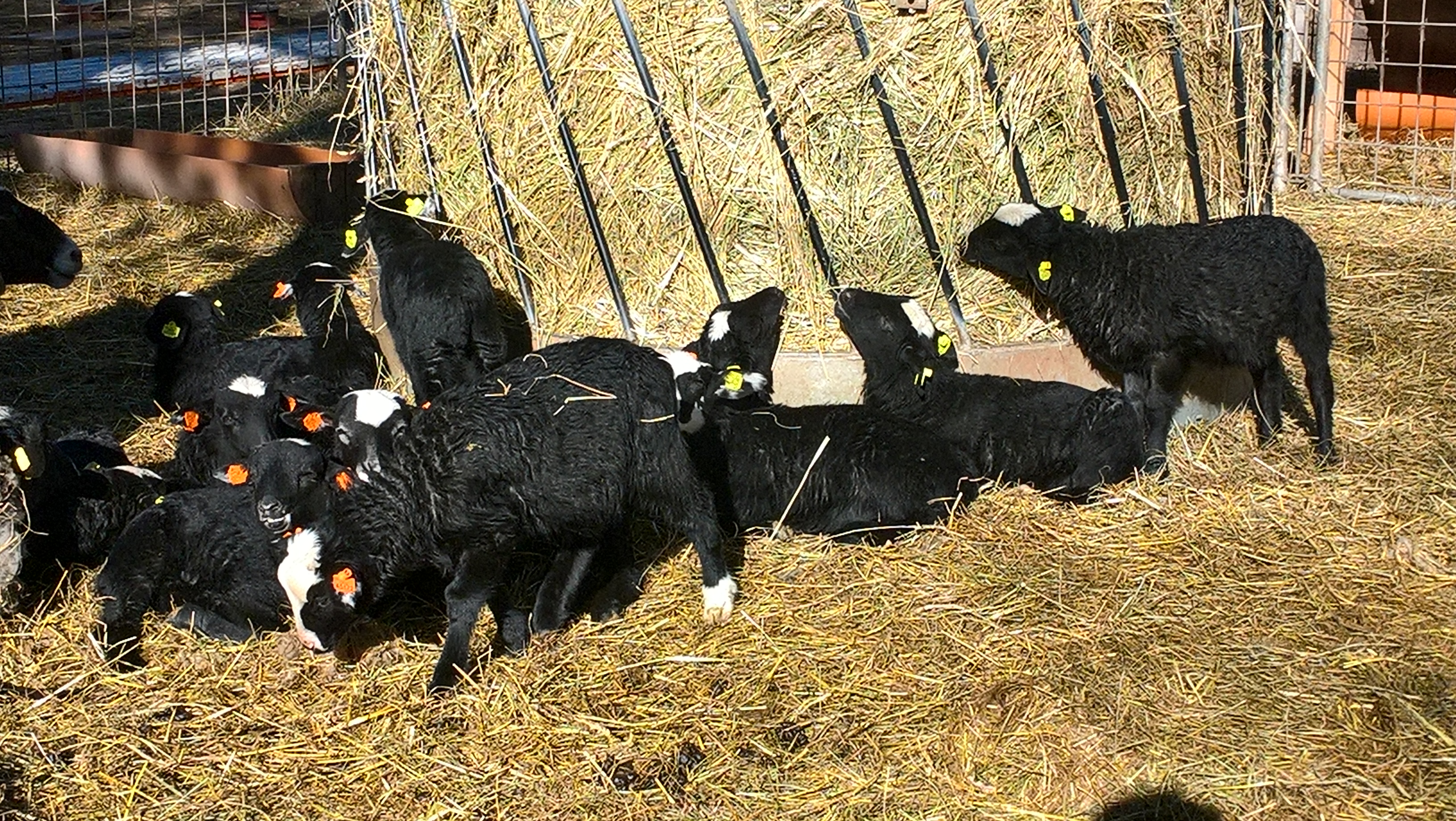 Jehňata narozená po inseminaci
