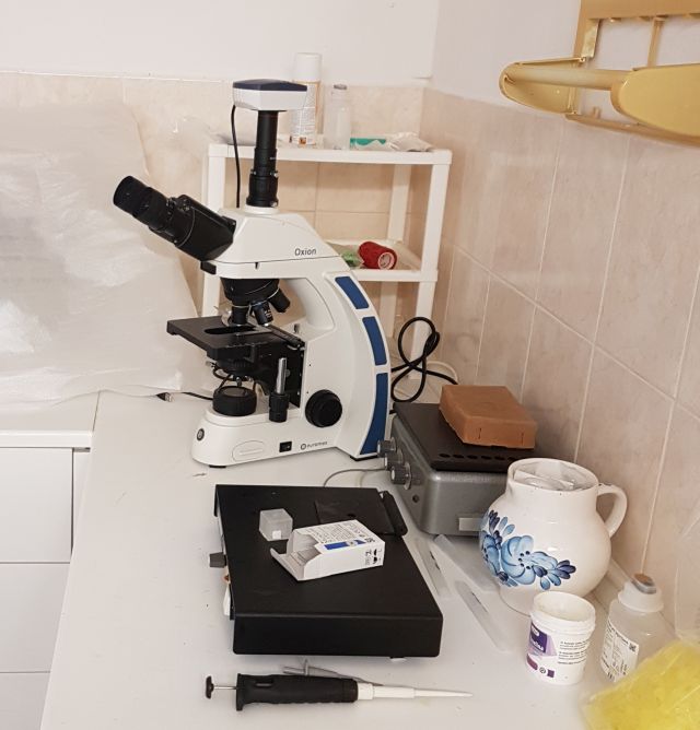 Návrat z inseminační stanice beranů